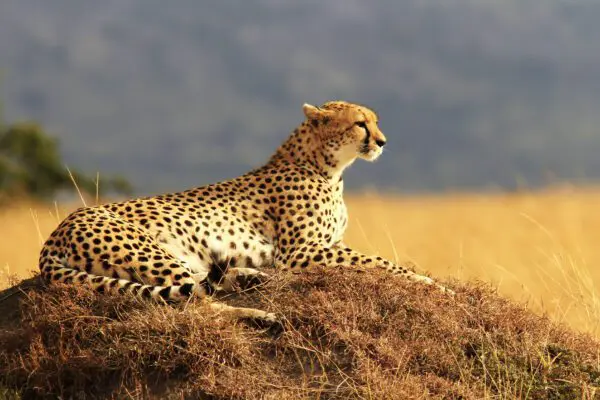 Gepard i Sydafrika