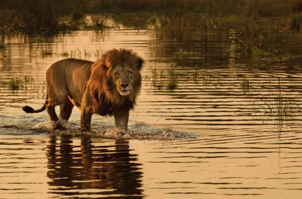 Kapstaden Victoriafallen safari Botswana