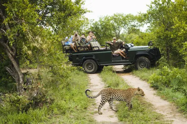 Safari i Sydafrika Krugerparken
