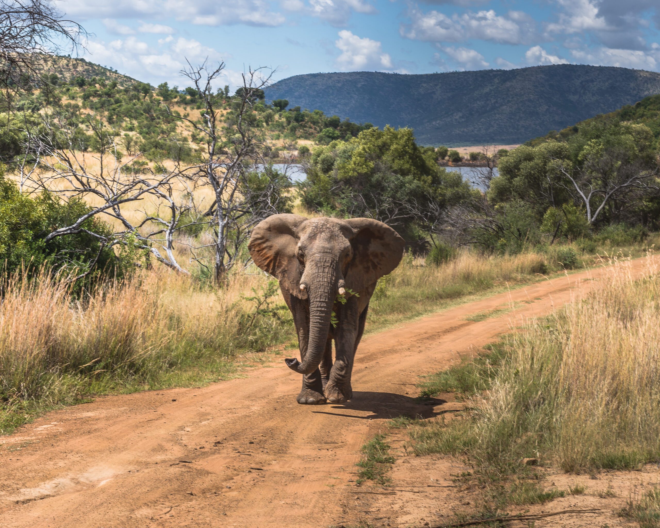 Kapstaden Pilanesberg Mauritius Elefant